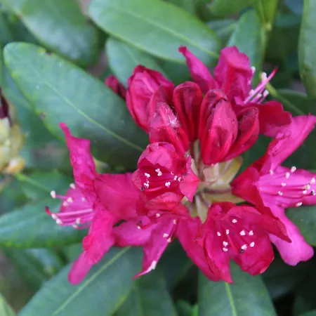 Homestay Haus Birkenallee Reckleben Gm 69705 Graal-Mueritz